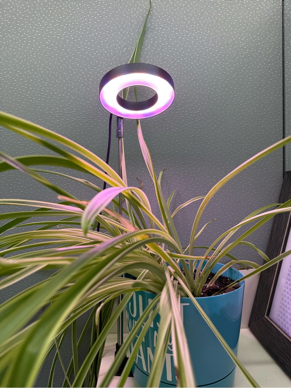 Two LED Grow Lights for Indoor Plants